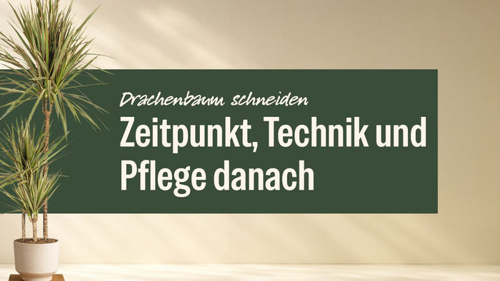 Drachenbaum Marginata Bicolor im hellen Topf neben dem Schriftzug Drachenbaum schneiden