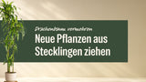 Drachenbaum Hawaiian Sunshine im hellen Topf neben dem Schriftzug Drachenbaum vermehren