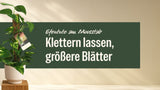 Efeutute am Moosstab im hellen Topf neben dem Schriftzug Efeutute am Moosstab