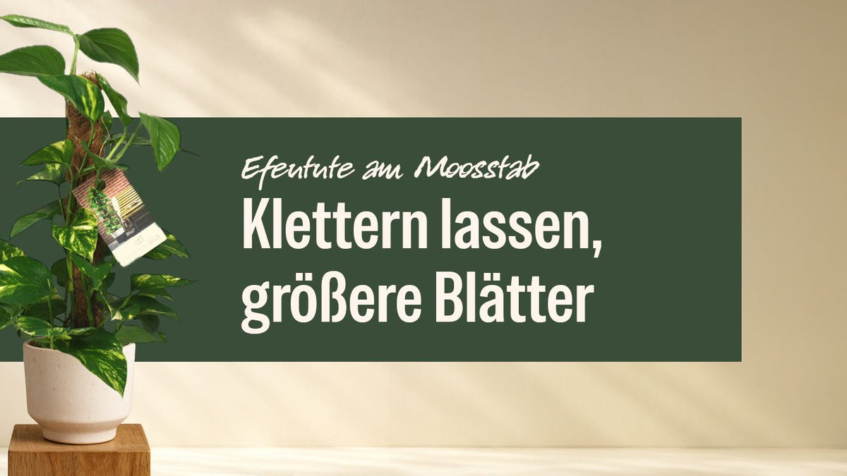 Efeutute am Moosstab im hellen Topf neben dem Schriftzug Efeutute am Moosstab
