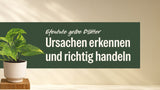 Efeutute im hellen Topf neben dem Schriftzug Efeutute gelbe Blätter