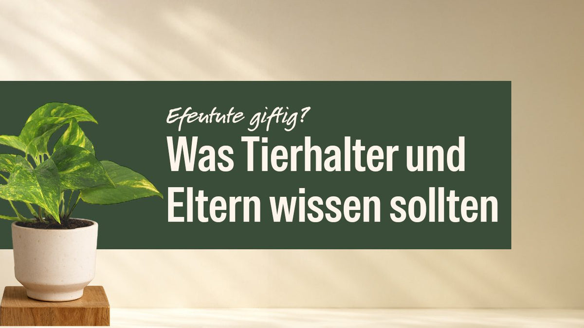 Efeutute im hellen Topf neben dem Schriftzug Ist die Efeutute giftig?