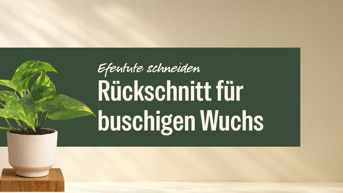 Efeutute im hellen Topf neben dem Schriftzug Efeutute schneiden