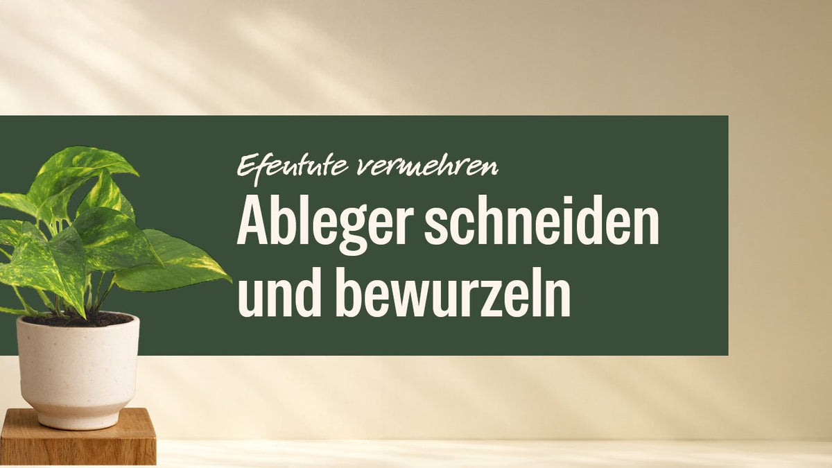 Efeutute im hellen Topf neben dem Schriftzug Efeutute vermehren
