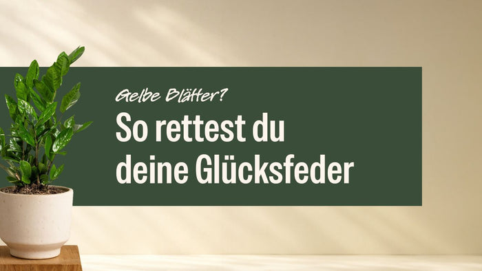 Glücksfeder im hellen Topf neben dem Schriftzug Glücksfeder gelbe Blätter