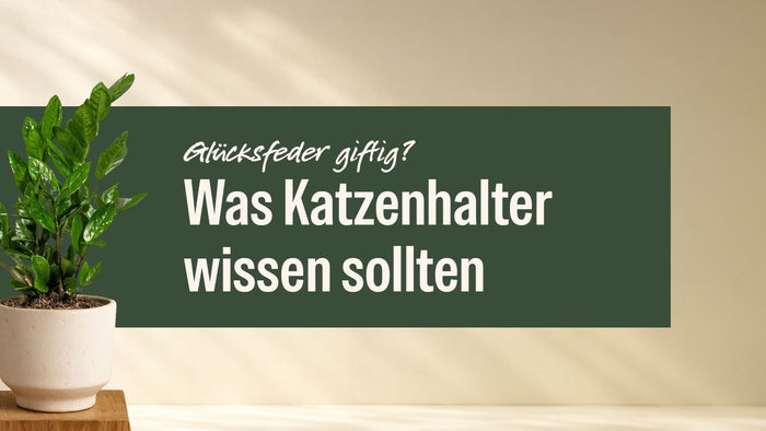 Glücksfeder im hellen Topf neben dem Schriftzug Ist die Glücksfeder giftig?