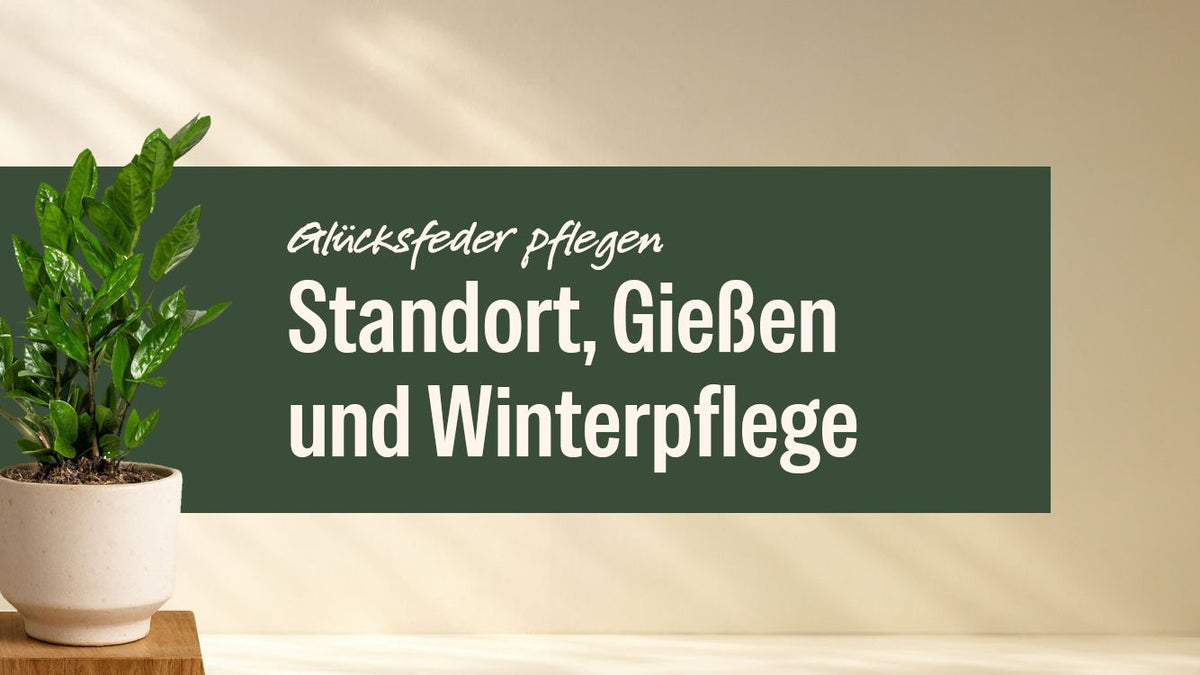 Glücksfeder im hellen Topf neben dem Schriftzug Glücksfeder pflegen