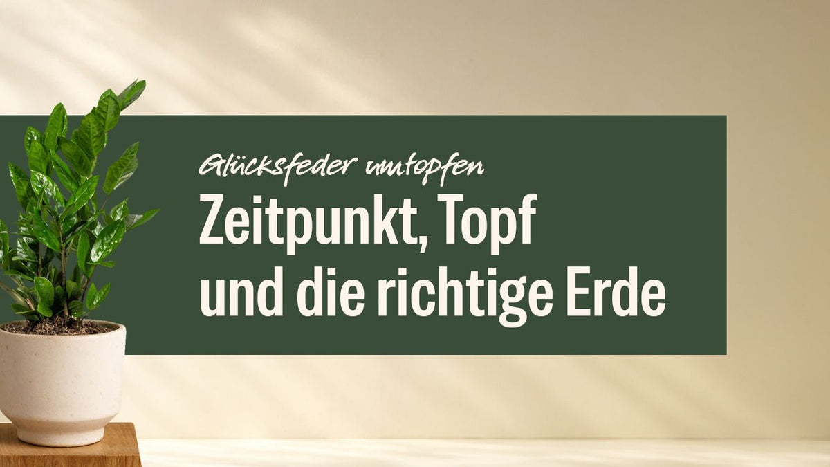 Glücksfeder im hellen Topf neben dem Schriftzug Glücksfeder umtopfen