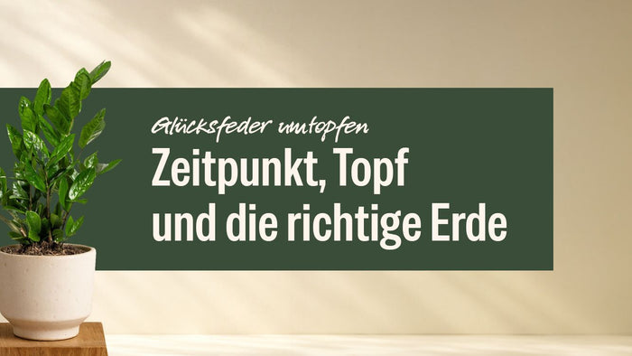 Glücksfeder im hellen Topf neben dem Schriftzug Glücksfeder umtopfen