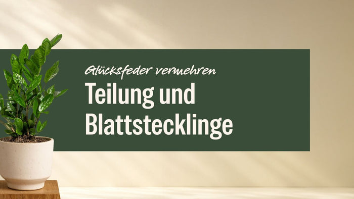 Glücksfeder im hellen Topf neben dem Schriftzug Glücksfeder vermehren