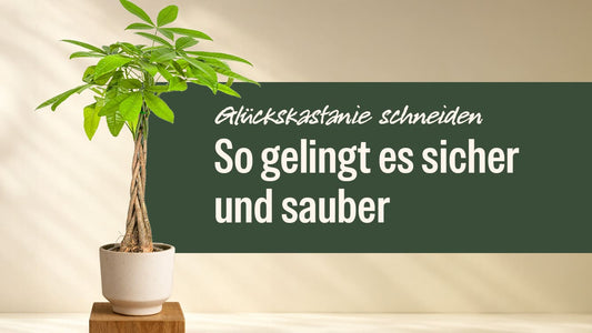Glückskastanie schneiden: So gelingt es sicher und sauber