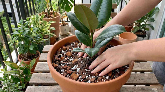 Die perfekte Gummibaum Erde: So fühlt sich dein Ficus wohl