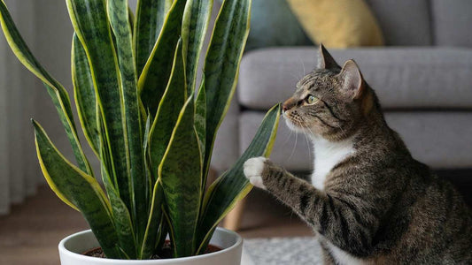 Ist Bogenhanf giftig für Katzen? Alles was du wissen musst