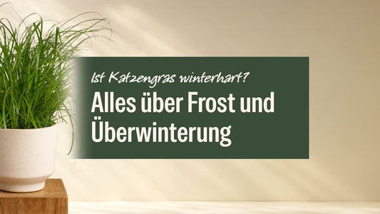 Ist Katzengras winterhart? Alles über Frost, Überwinterung und den richtigen Standort