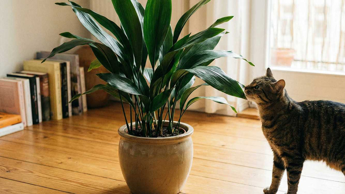 Ist die Schusterpalme giftig für Katzen? Die große Entwarnung