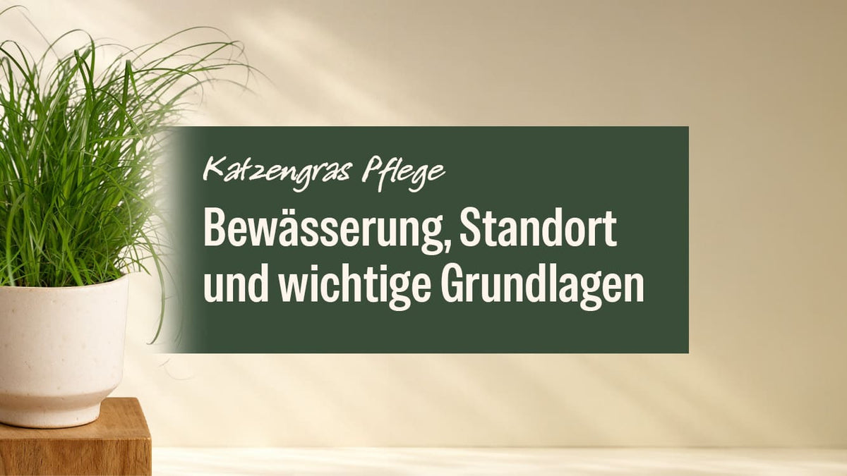 Katzengras Pflege: Bewässerung, Standort und die wichtigsten Grundlagen