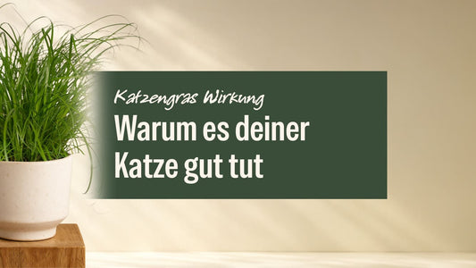 Katzengras Wirkung: Warum es deiner Katze gut tut und wann es wirklich hilft