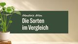 Monstera Deliciosa im hellen Topf