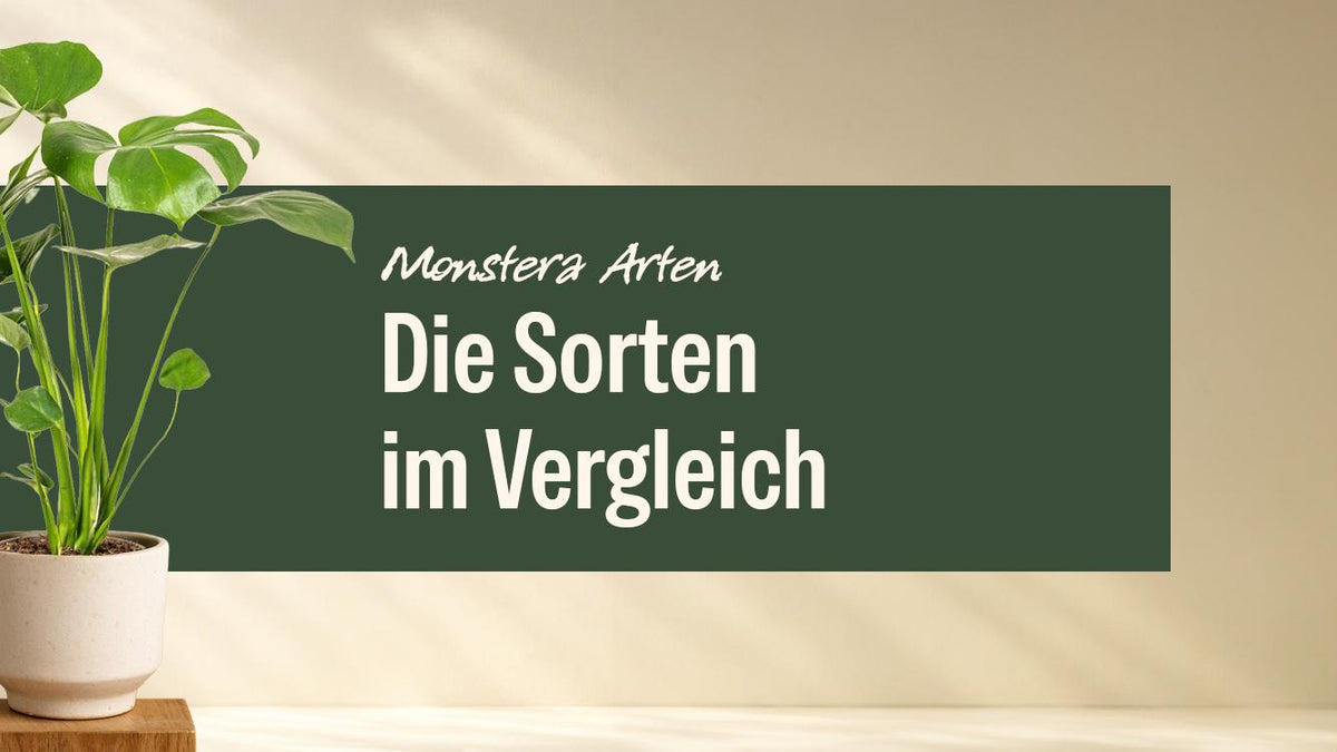 Monstera Deliciosa im hellen Topf
