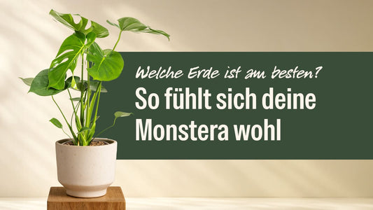 Welche Erde für Monstera? So fühlt sich deine Pflanze wie im Regenwald