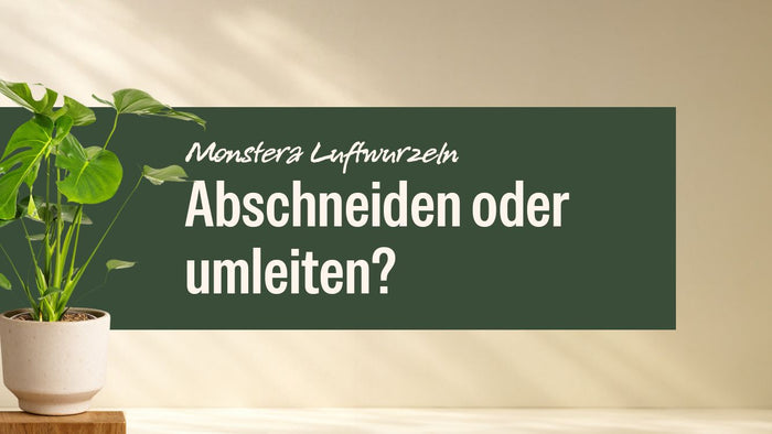 Monstera Deliciosa im hellen Topf neben dem Schriftzug Monstera Luftwurzeln