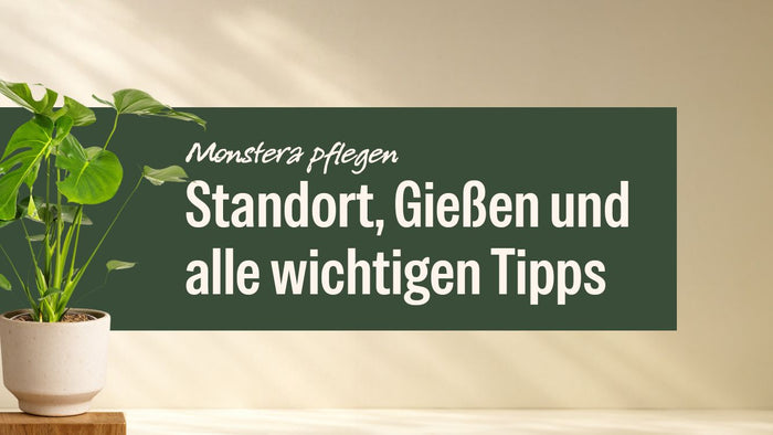 Monstera Deliciosa im hellen Topf neben dem Schriftzug Monstera pflegen