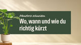 Monstera Deliciosa im hellen Topf neben dem Schriftzug Monstera schneiden