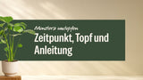 Monstera Deliciosa im hellen Topf neben dem Schriftzug Monstera umtopfen