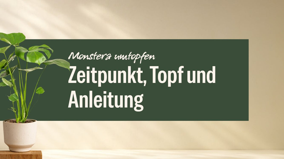 Monstera Deliciosa im hellen Topf neben dem Schriftzug Monstera umtopfen