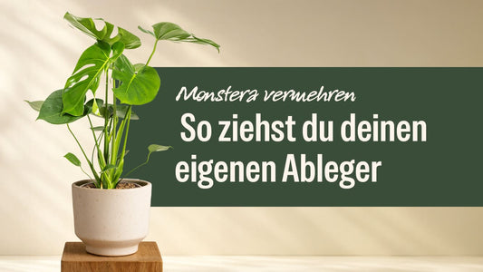 Monstera vermehren: So ziehst du deinen eigenen Ableger erfolgreich heran
