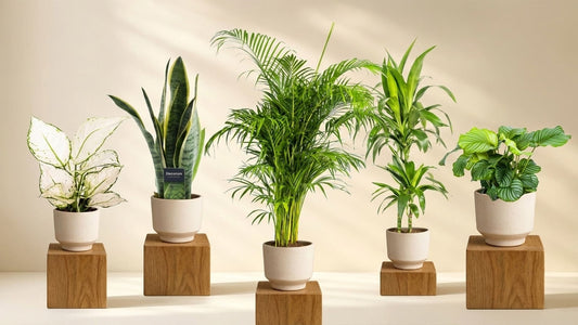 Pflanzen für besseren Schlaf: Unsere Top 5 für dein Schlafzimmer