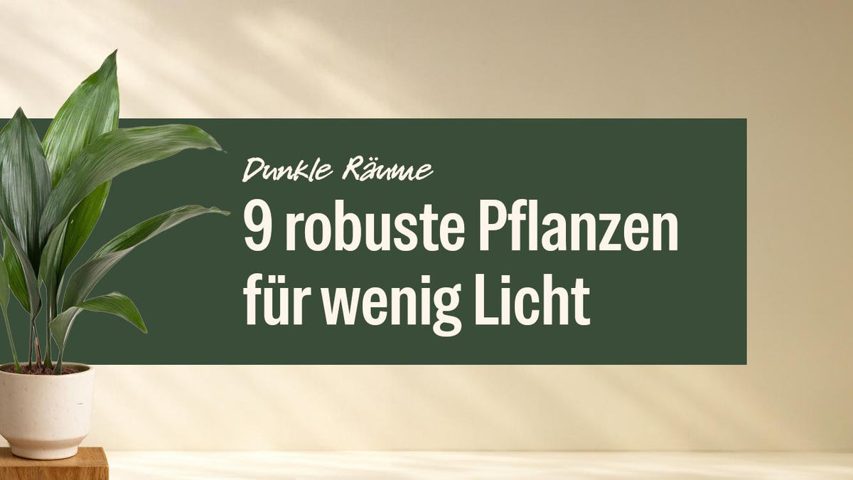 Schusterpalme (Aspidistra Elatior) im hellen Topf, robuste Pflanze für dunkle Räume
