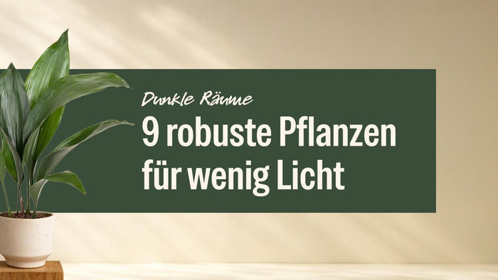Schusterpalme (Aspidistra Elatior) im hellen Topf, robuste Pflanze für dunkle Räume