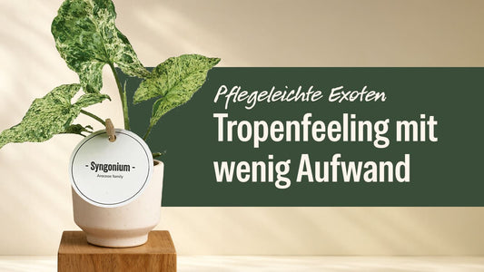 Pflegeleichte Exoten: Diese Zimmerpflanzen bringen Tropenfeeling ohne Aufwand 🌿