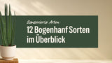 Sansevieria Bacularis mit schlanken runden Blättern im hellen Topf