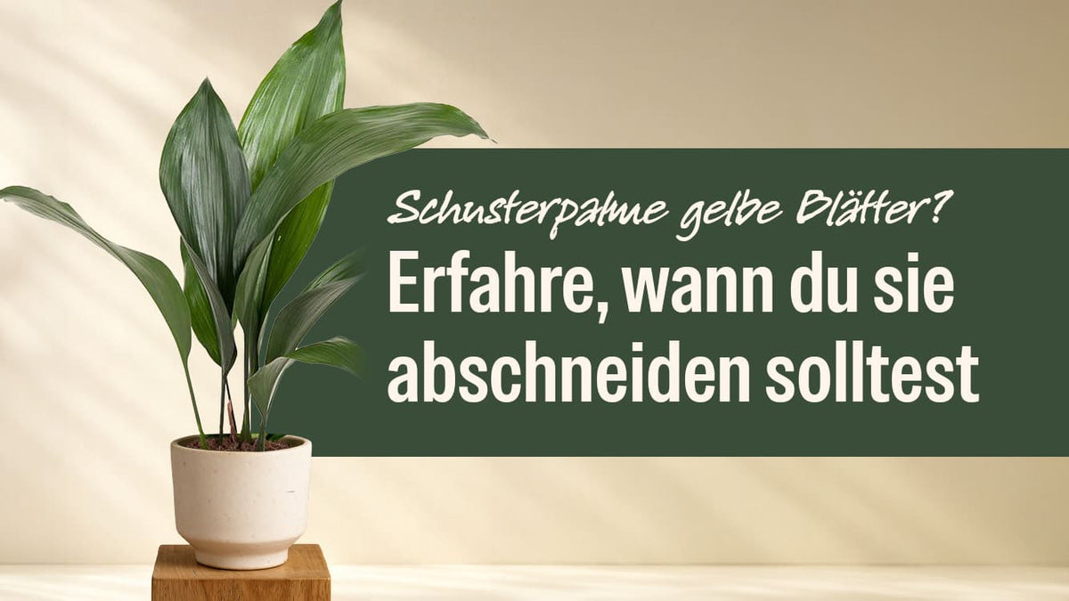 Beitragsbild: Schusterpalme gelbe Blätter