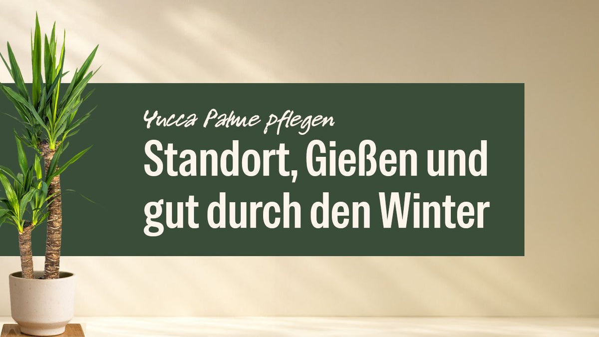 Yucca Palme im hellen Topf neben dem Schriftzug Yucca Palme pflegen