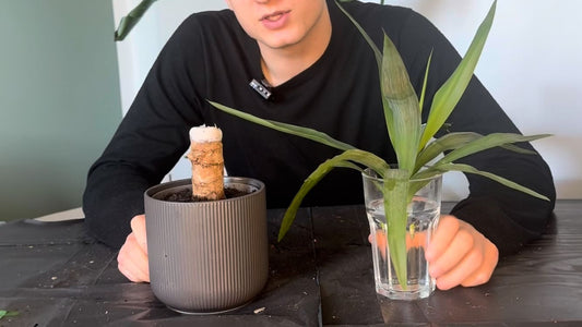 Yucca Palme vermehren. So gelingt es mit Austrieb und Stammsteckling