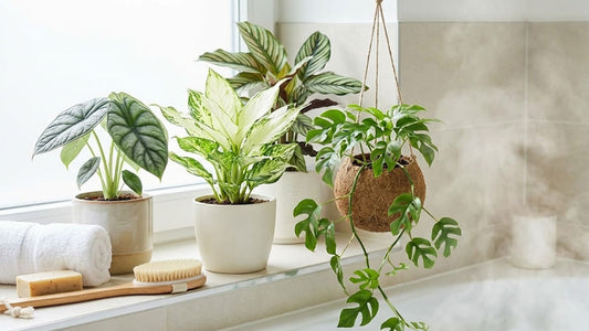 Die schönsten kleinen Badezimmerpflanzen für dein Spa