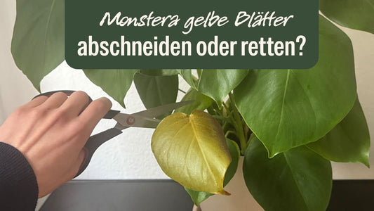 Monstera gelbe Blätter: Schnelltest, Ursachen & Lösungen