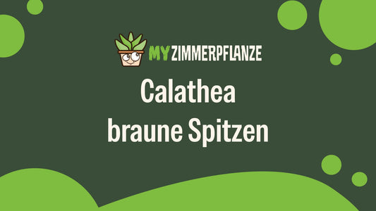 Calathea braune Spitzen: Ursachen, Lösungen und Pflege-Tipps