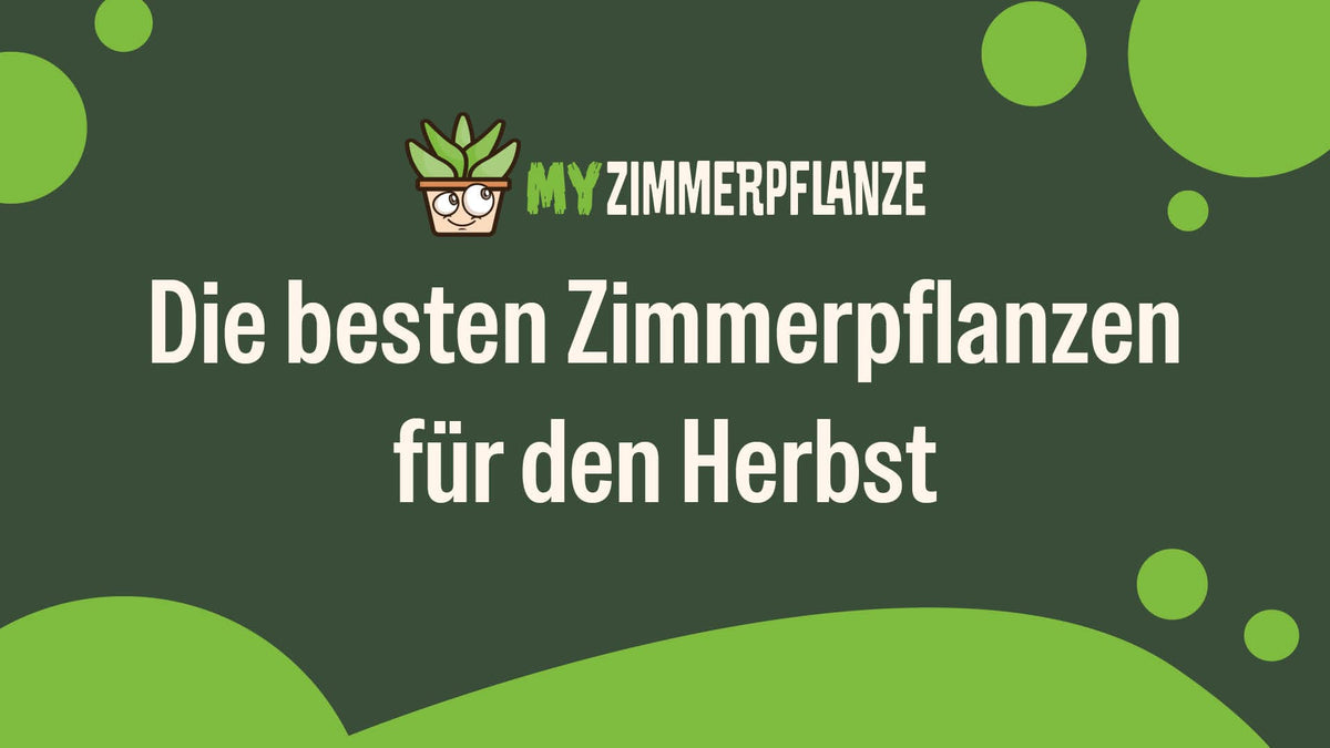 Die besten Zimmerpflanzen für den Herbst