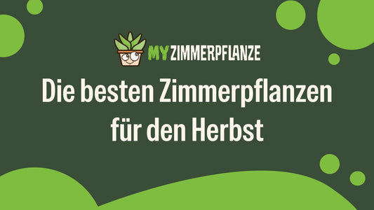 Die besten Zimmerpflanzen für den Herbst