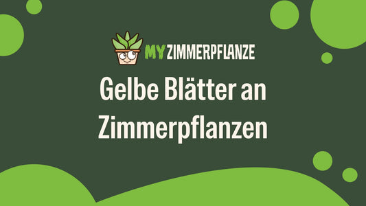 Gelbe Blätter an Zimmerpflanzen: Ursachen und schnelle Hilfe 🌿