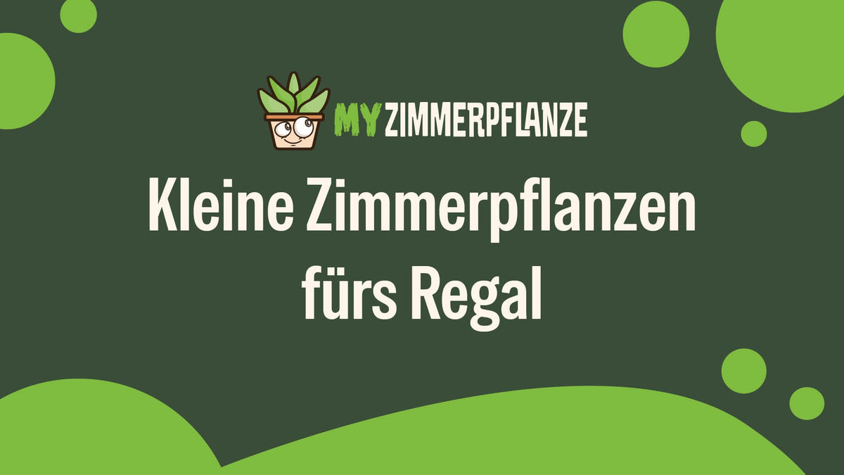 Kleine Zimmerpflanzen fürs Regal: Stilvolle Pflanzen auf kleinem Platz