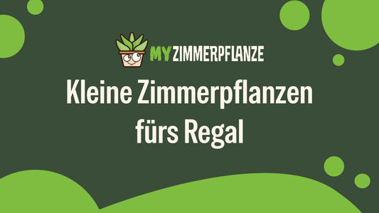 Kleine Zimmerpflanzen fürs Regal: Stilvolle Pflanzen auf kleinem Platz