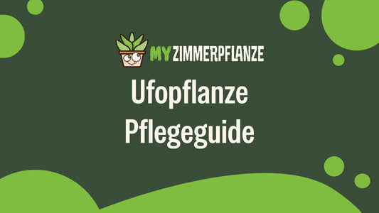 Ufopflanze Pflege: Dein kompletter Guide zur Pilea peperomioides 🌿