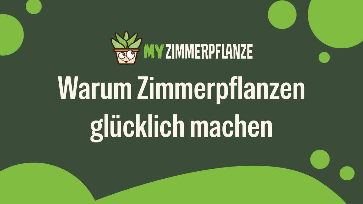 Warum Zimmerpflanzen glücklich machen: Mehr Wohlbefinden durch Grün