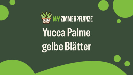 Yucca Palme gelbe Blätter: Ursachen, Tipps und Lösungen 🌿
