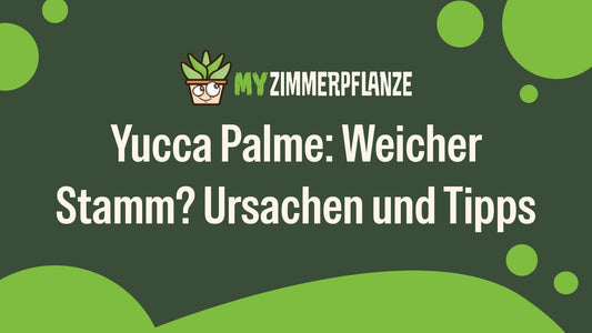 Yucca Palme weicher Stamm: Ursachen und Tipps zur Rettung